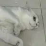 xz